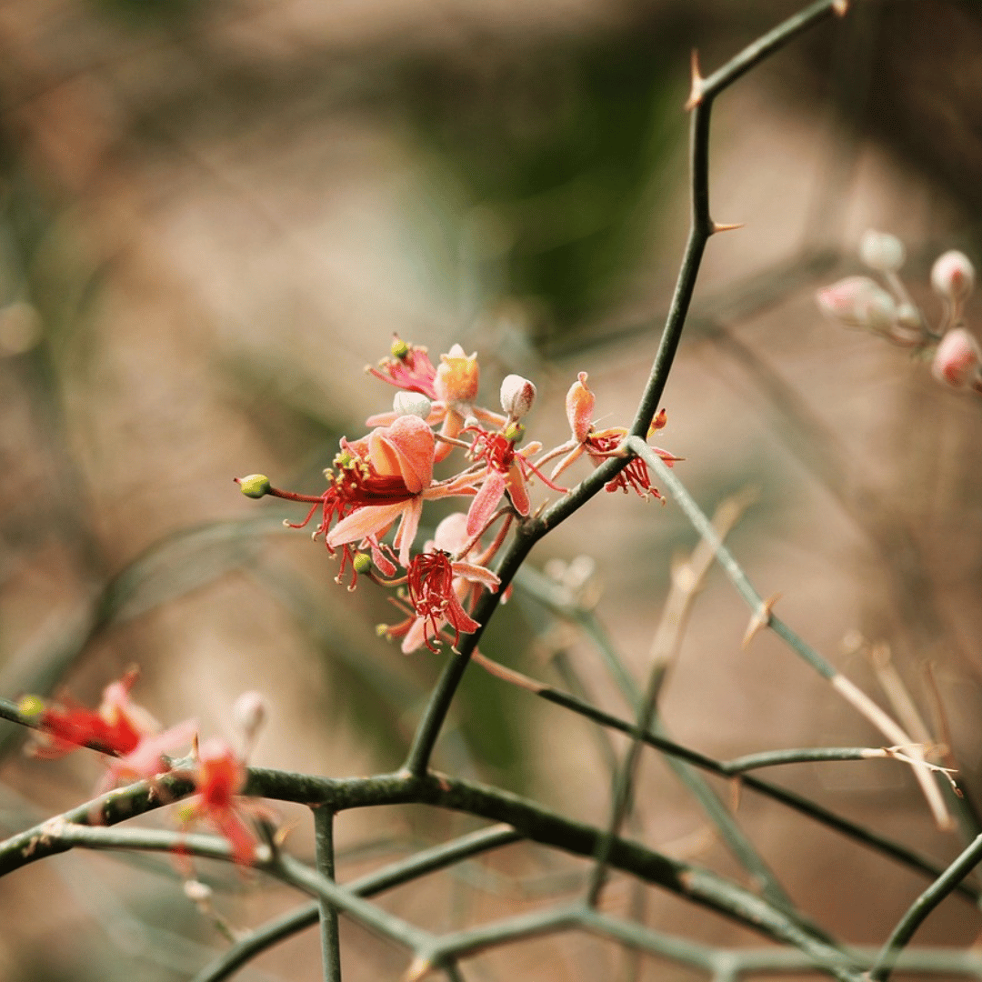 केर (Capparis decidua) - Image 2