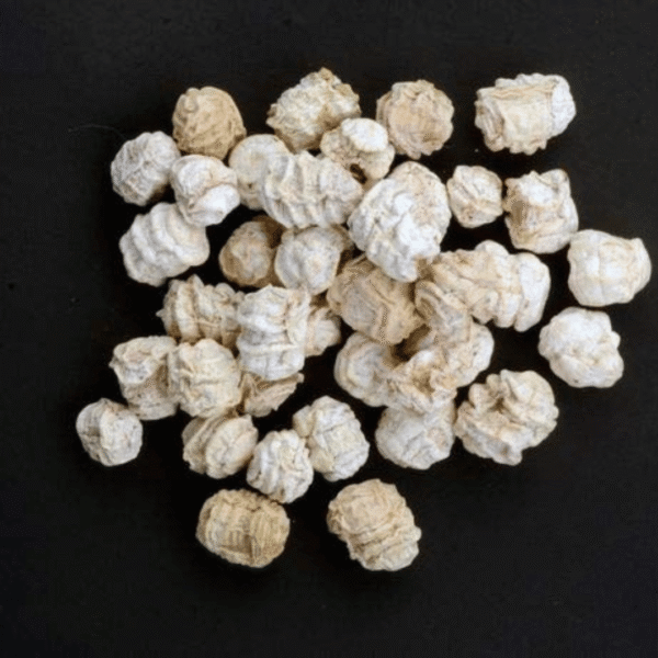 काचरा (Cucumis callosus) - Image 2