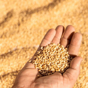 अनाज (Grains)