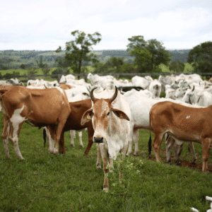 गाय माता (Cow)