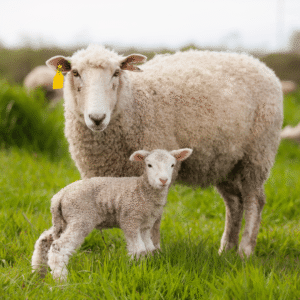 भेड़ (Sheep)