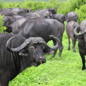 भैंस (Buffalo)