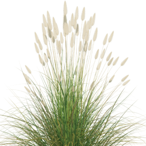 शररर या खस घास (Vetiver Grass)