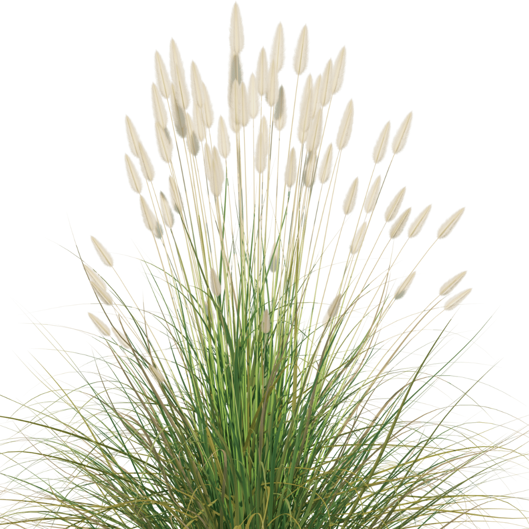 शररर या खस घास (Vetiver Grass)