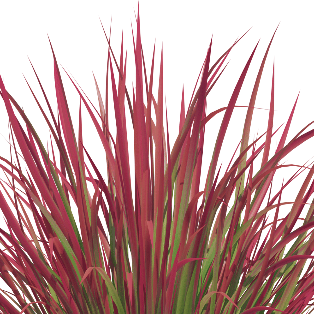 शररर या खस घास (Vetiver Grass) - Image 3