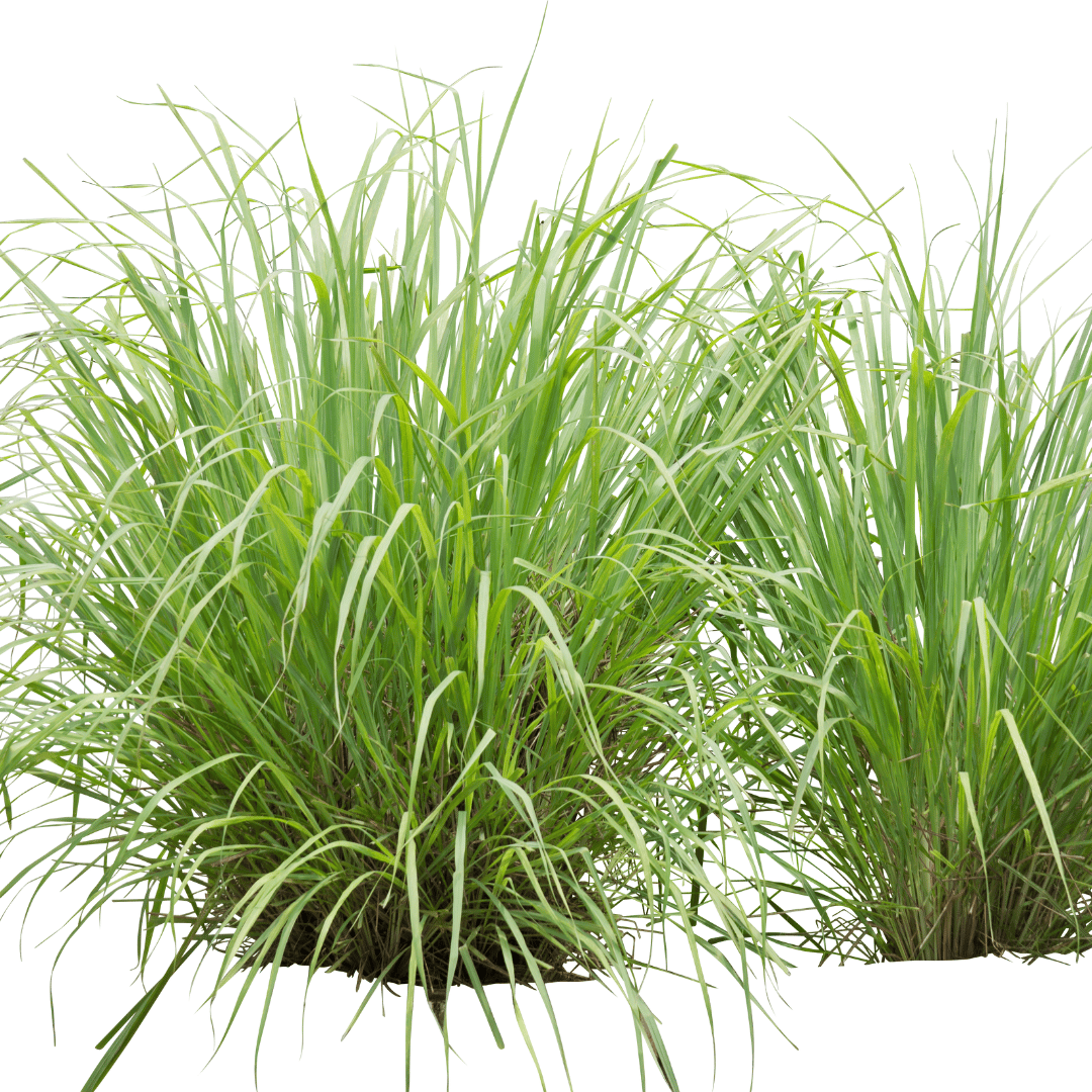 शररर या खस घास (Vetiver Grass) - Image 2