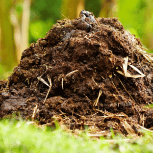 पशु खाद (Animal Manure)