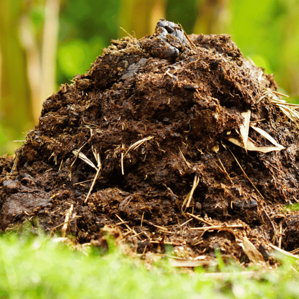 पशु खाद (Animal Manure)