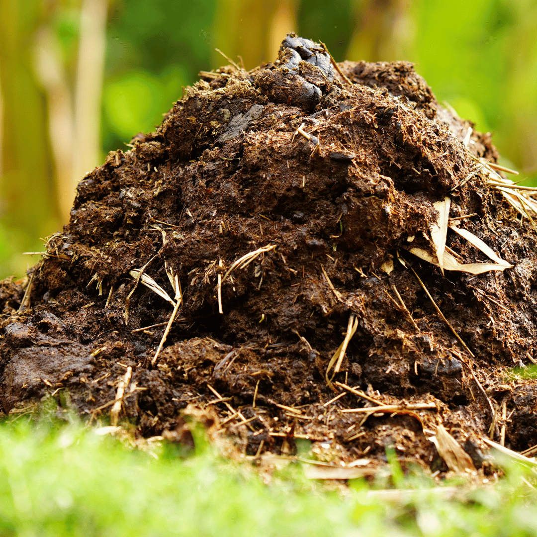 पशु खाद (Animal Manure)