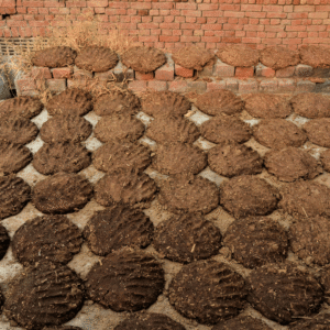 उपला (Cow Dung Cakes)