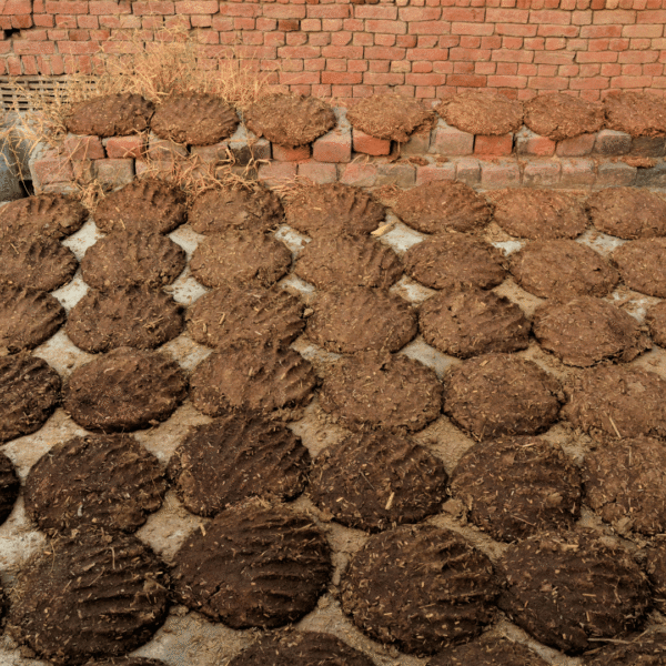 उपला (Cow Dung Cakes)