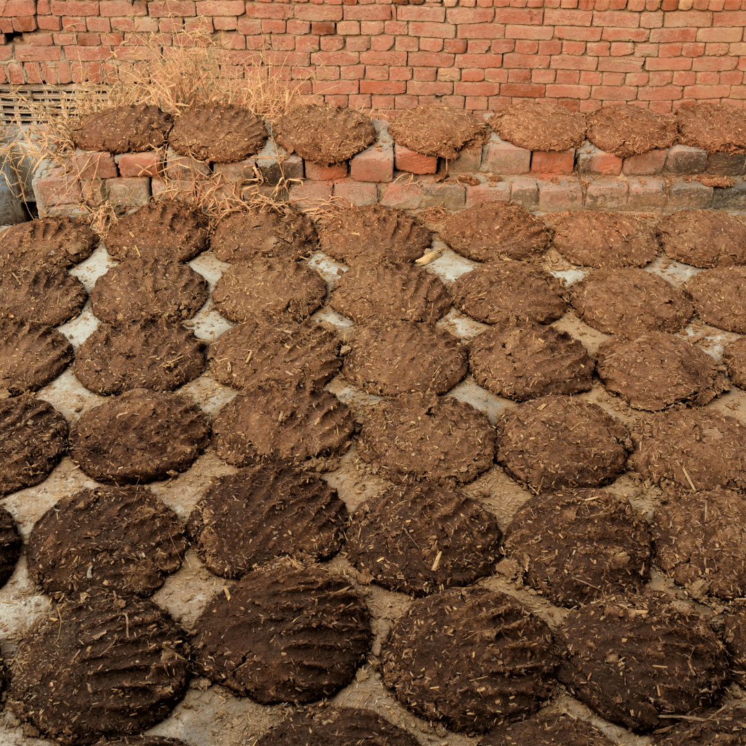 उपला (Cow Dung Cakes)