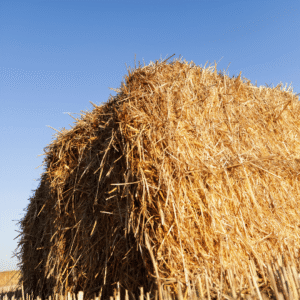पशु चारा (Animal Fodder)